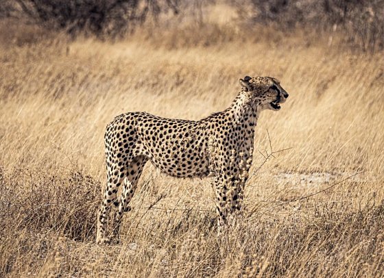 Namibia - Roter Sand, weiter Horizont - Gepard
