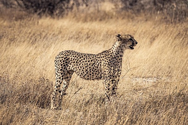 Namibia - Roter Sand, weiter Horizont - Gepard