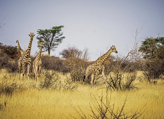 Namibia - Roter Sand, weiter Horizont - Giraffen