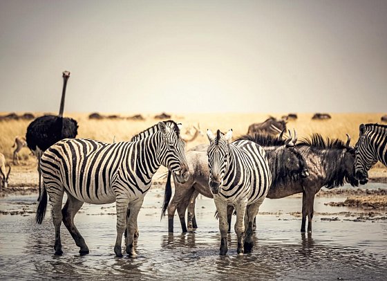 Namibia - Roter Sand, weiter Horizont - Zebras, Gnus und Strauß am Wasserloch