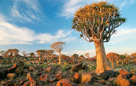 Best of Namibia Standard