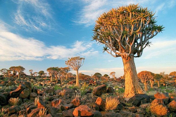 Best of Namibia Standard - Köcherbaumwald