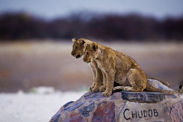Best of Namibia Standard