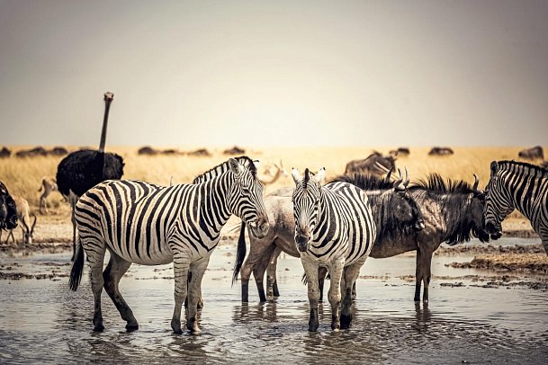 Best of Namibia Standard - Zebras, Gnus und Strauß am Wasserloch