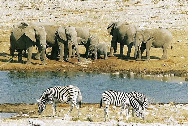 Best of Namibia Superior - Wasserloch im Etosha Nationalpark