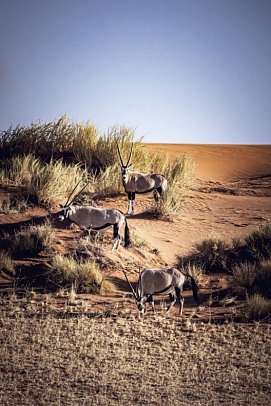 Best of Namibia Superior - Oryx-Antilope