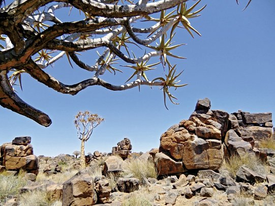 Best of Namibia Superior - Köcherbaumwald