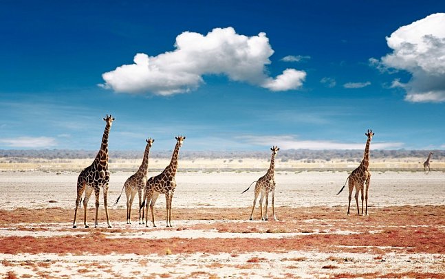Best of Namibia Superior - Giraffen, Etosha Nationalpark