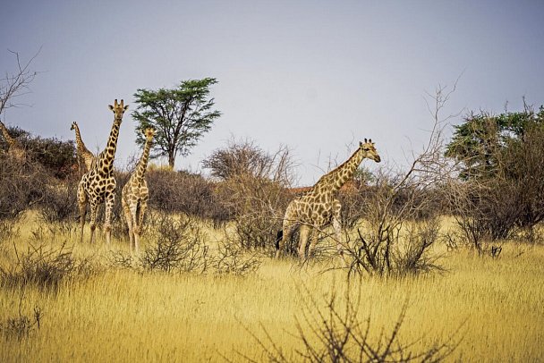 Best of Namibia Superior - Giraffen