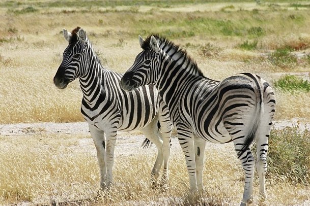 Best of Namibia Superior - Etosha Nationalpark