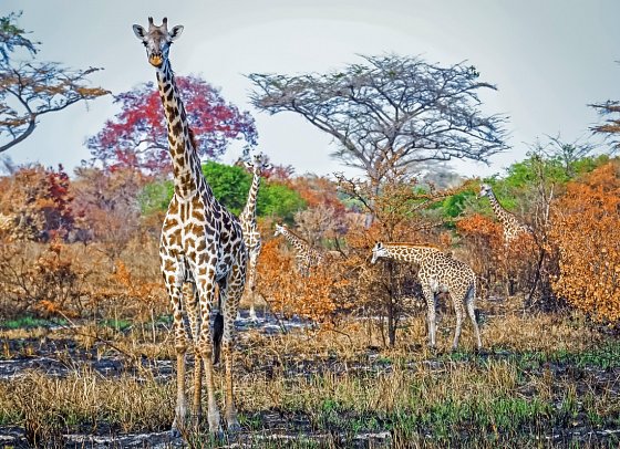 Saadani Safari (2 Nächte) - Giraffen, Saadani Nationalpark