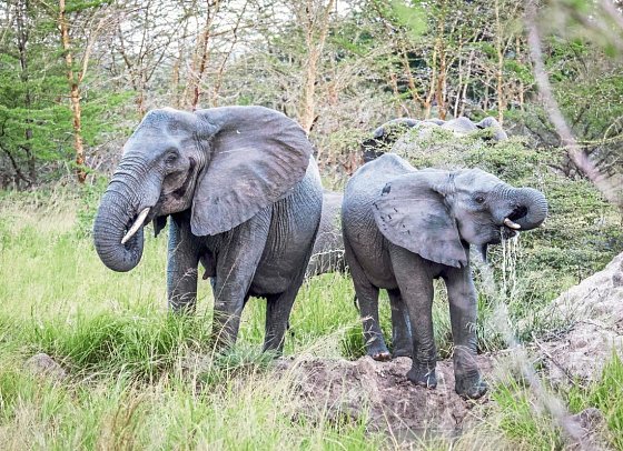 Saadani Safari (2 Nächte) - Elefanten im Saadani Nationalpark