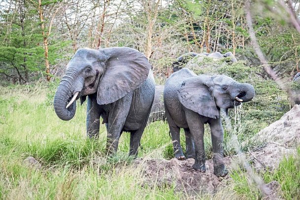 Saadani Safari (2 Nächte) - Elefanten im Saadani Nationalpark