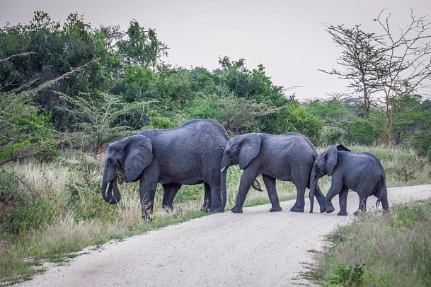 Saadani Safari (2 Nächte) - Elefanten, Saadani Nationalpark