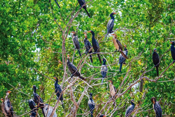 Saadani Safari (2 Nächte)