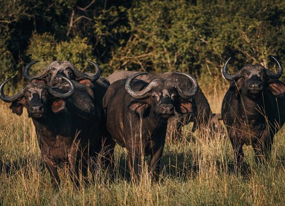 Saadani Safari (2 Nächte)