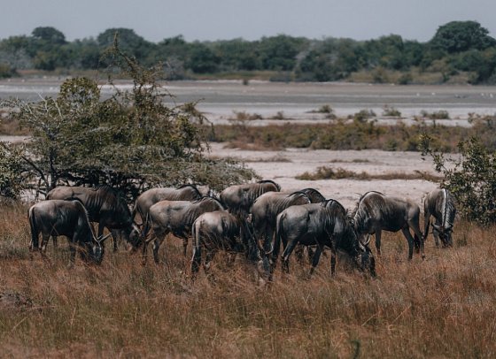 Saadani Safari (2 Nächte) - Gnus, Saadani Nationalpark