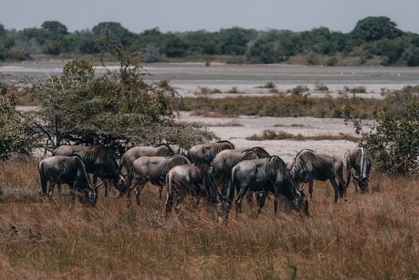 Saadani Safari (2 Nächte) - Gnus, Saadani Nationalpark