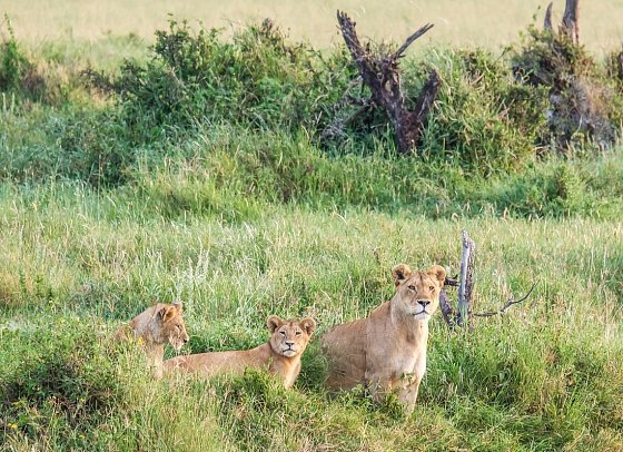 Saadani Safari (2 Nächte)