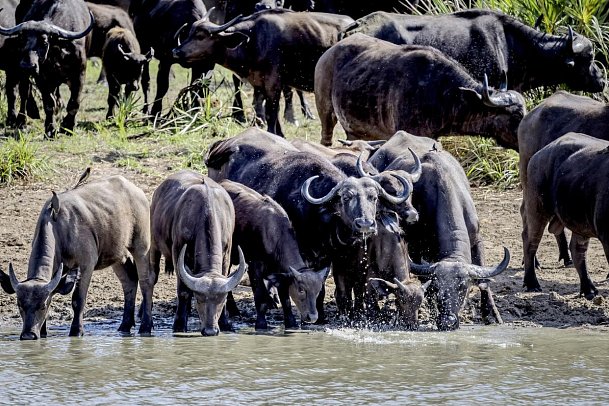 Sansibar & Safari - Saadani Nationalpark
