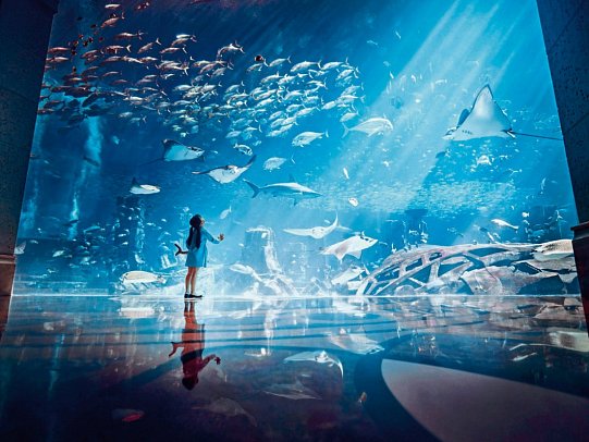 Atlantis, The Palm - Lost Chambers Aquarium