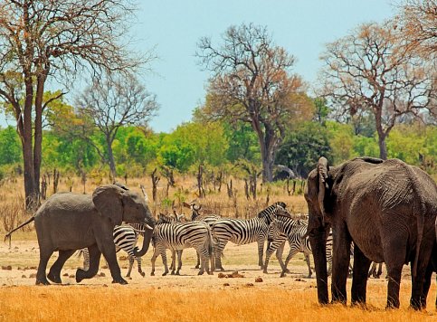 Namibia, Botswana und Zimbabwe - Wildlife & Nationalparks