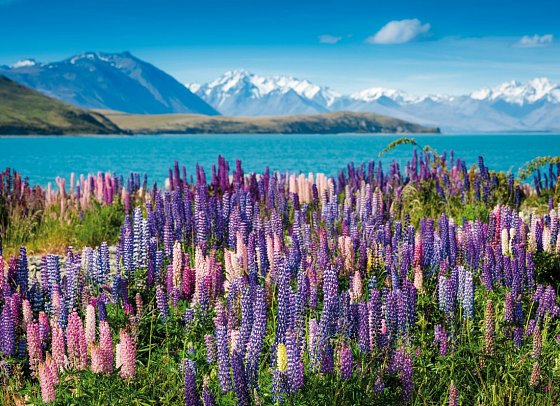 Rundreise Höhepunkte Neuseelands - Lake Tekapo