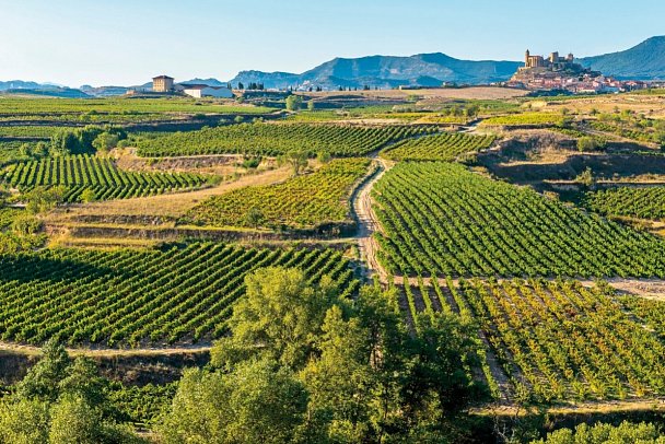 Nordspanien - Weinberge in Rioja