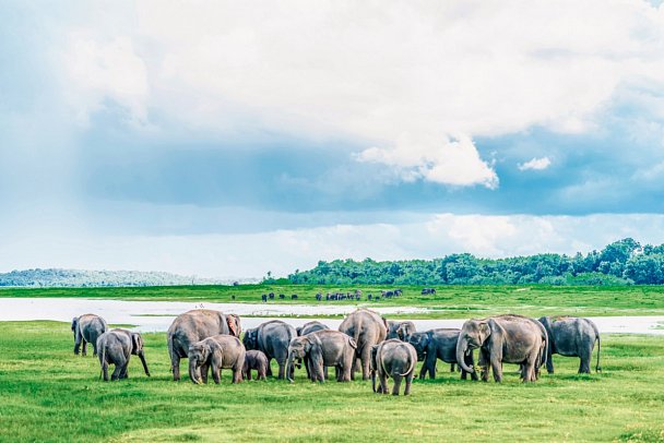 Sri Lanka Rundreise & Baden