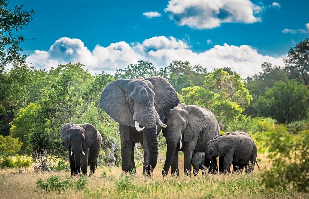 Soft Adventure-Tour - Rundreise Südafrika - Elefanten im Krüger Nationalpark