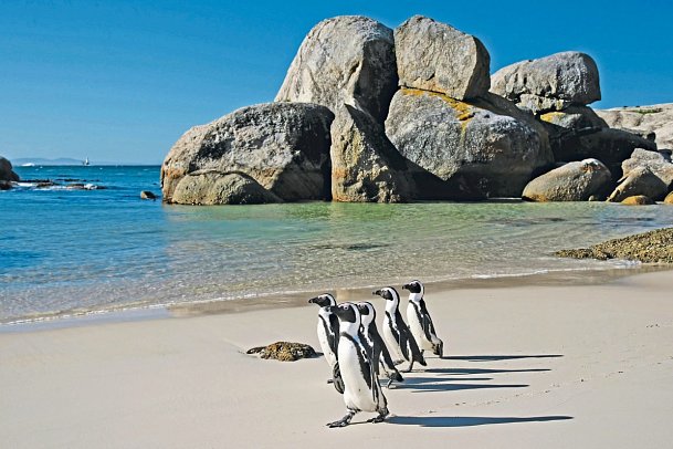 Soft Adventure-Tour - Rundreise Südafrika - Pinguine am Boulders Beach