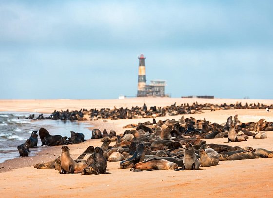 Südafrika & Namibia mit AIDAblu - Robbenkolonie bei Walvis Bay/Walfischbucht