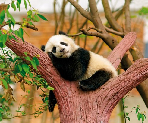 Rundreise China mit Tibet - Panda