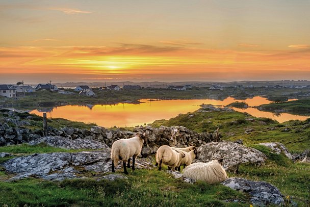 Rundreise Irland - Die grüne Insel - Schafe im Sonnenuntergang, Connemara
