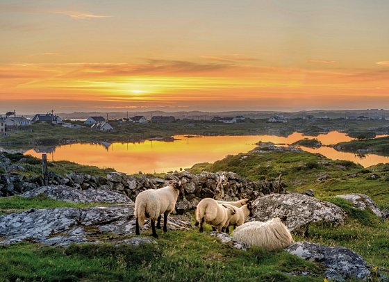 Rundreise Irland - Die grüne Insel - Schafe im Sonnenuntergang, Connemara