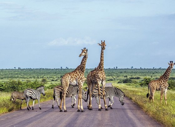 Rundreise Südafrika - Vom Kruger-Nationalpark zum Tafelberg - Giraffen im Krüger Nationalpark
