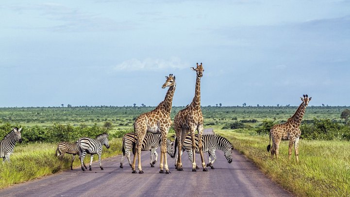 Rundreise Südafrika - Vom Kruger-Nationalpark zum Tafelberg - Giraffen im Krüger Nationalpark