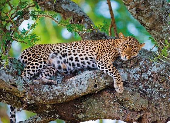 Rundreise Südafrika - Vom Kruger-Nationalpark zum Tafelberg