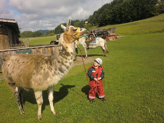 Familienparadies Reichenhauser - Lamas