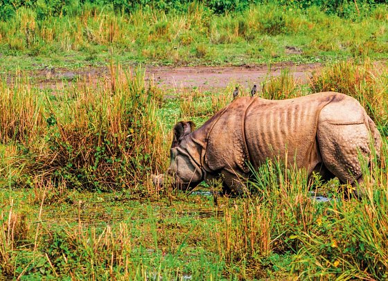 Nepal Rundreise - Chitwan NP