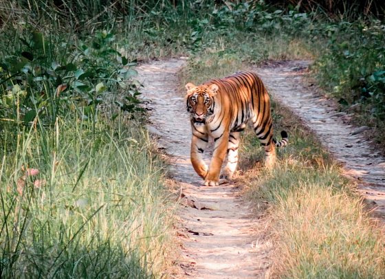 Rundreise Nepal - Chitwan Nationalpark