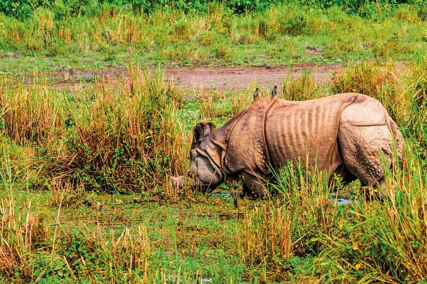 Rundreise Nepal - Chitwan NP