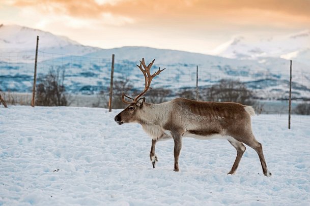 Arktische Route Finn. Lappland - Rentier
