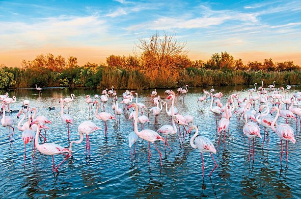 Genuss in Frankreich mit Bijou du Rhône - Flamingos, Carmargue