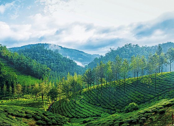 Rundreise Faszinierendes Südindien - Periyar Nationalpark