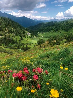 Alpenüberquerung – von Garmisch-Partenkirchen nach Sterzing - Almwiese