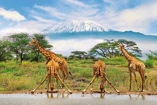 Kenia - Safari & Baden