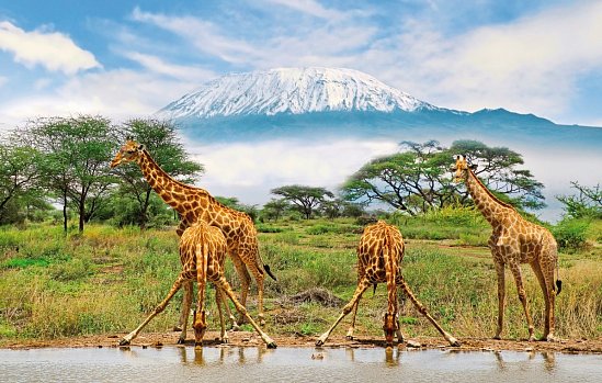 Kenia - Safari & Baden