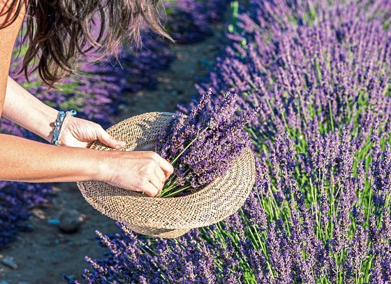 Rundreise Die schönsten Seiten Südfrankreichs - Provence und Cote d´Azur - Lavendel