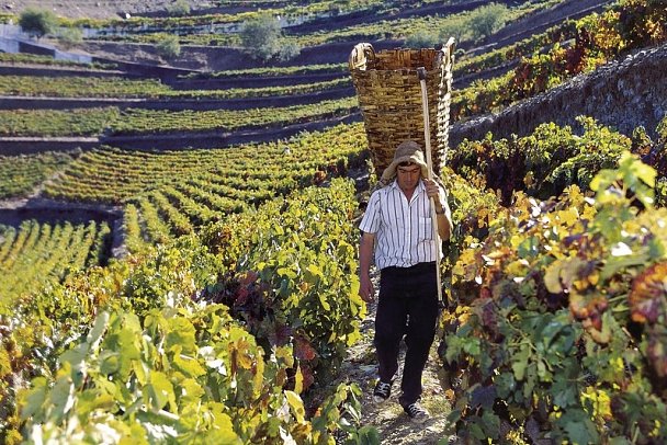 Rundreise Portugal & Galicien - Weinlese am Douro